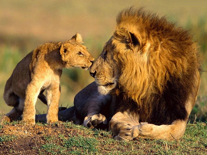 Baby Animals Animal African Wildlife Lions graphy Are 130381, african animals HD wallpaper
