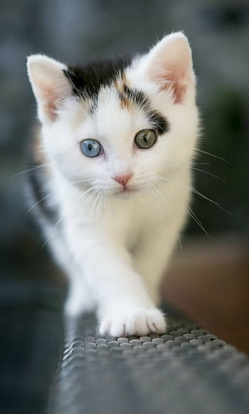 Cute cat mobile phone HD wallpapers | Pxfuel