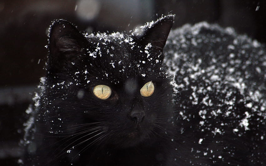 Black cat, snow, winter 2880x1800 , cute winter cat HD wallpaper