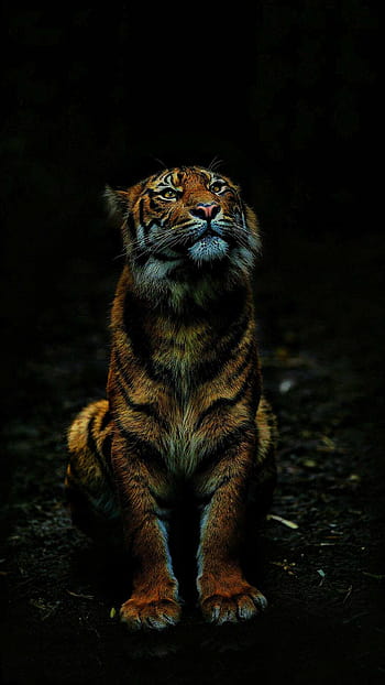 Wallpaper tiger, glowing red eye, minimal, dark desktop wallpaper, hd  image, picture, background, 02de11 | wallpapersmug