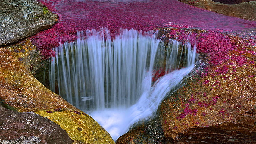Rzeka Cano Cristales w Kolumbii Niesamowicie piękna Tapeta HD