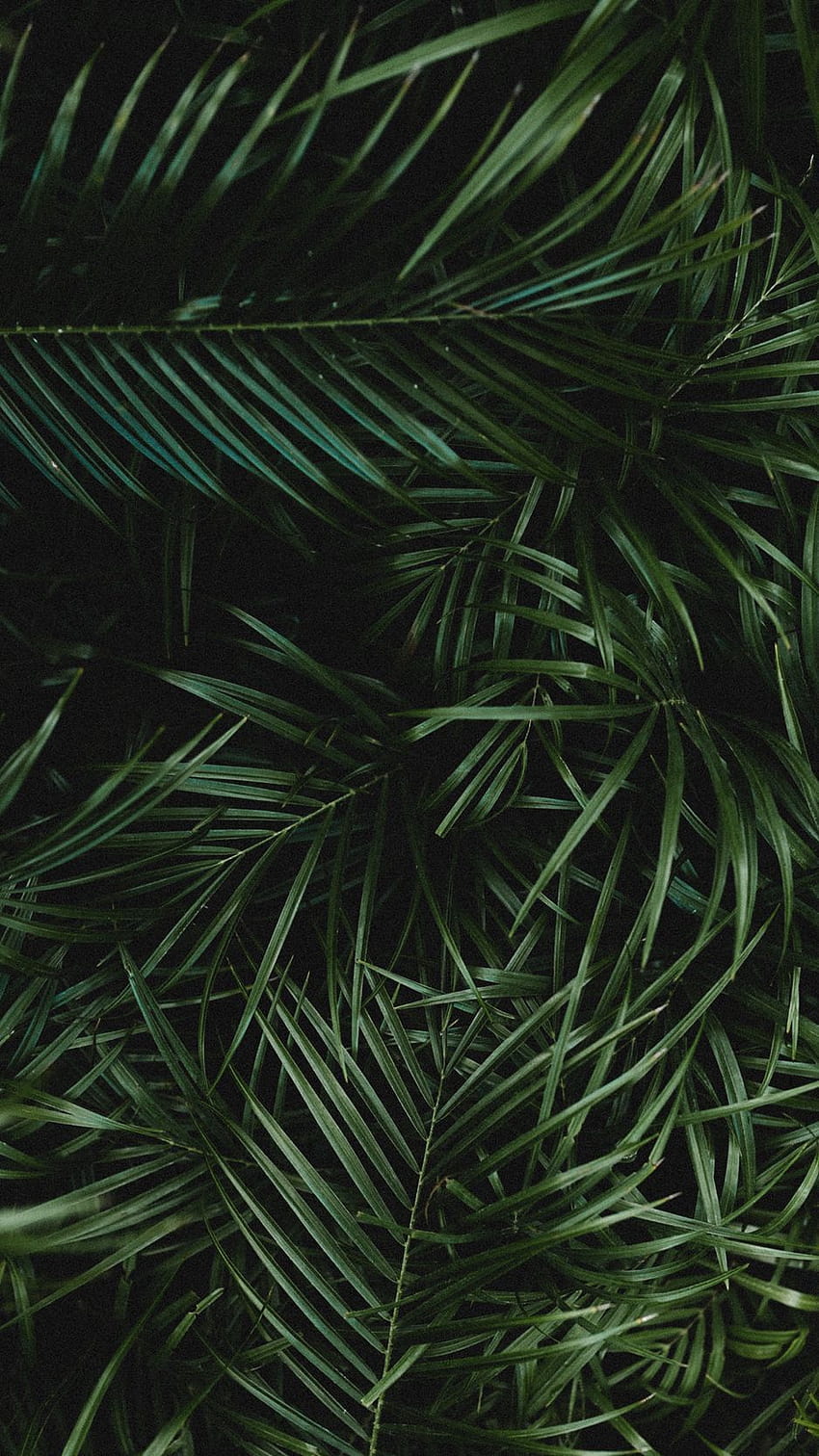 938x1668 palm, leaves, branches, plant, green, leaf iphone HD phone wallpaper