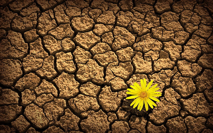 Roses Yellow Flower On Dry Soil Million Com 2560x1600 HD wallpaper