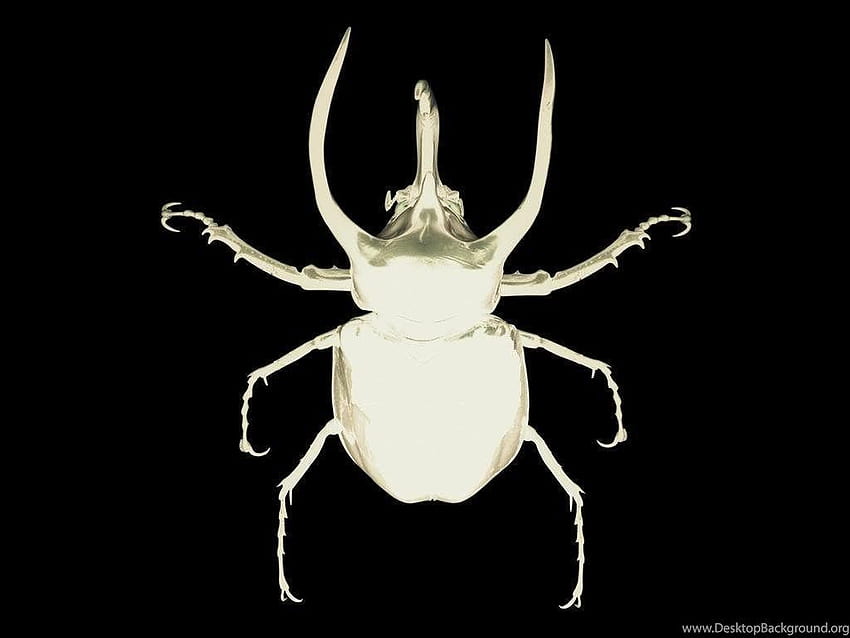 Saosin Beetle por Heartless15_92 Backgrounds papel de parede HD
