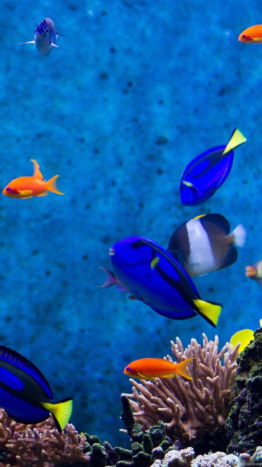 Aquarium Fishes :: Backgrounds, colour fish HD phone wallpaper