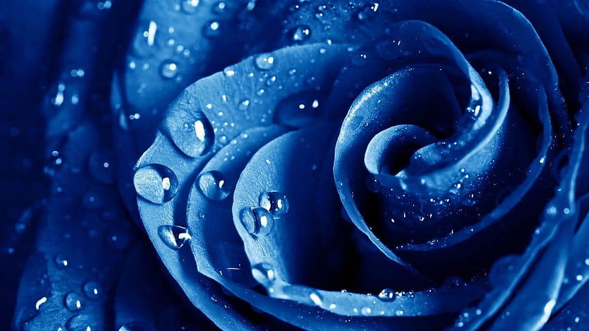 Gambar Bunga Mawar Biru, elmo biru fondo de pantalla
