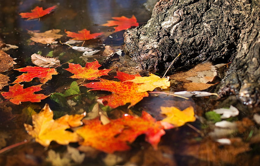 autumn, leaves, water, pond, tree, pond, maple, autumn leaves, swim , section природа, maple autumn leaves HD wallpaper
