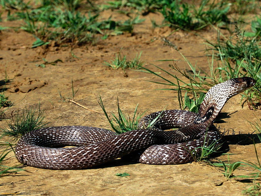 Indian Cobra, snake king cobra HD wallpaper | Pxfuel