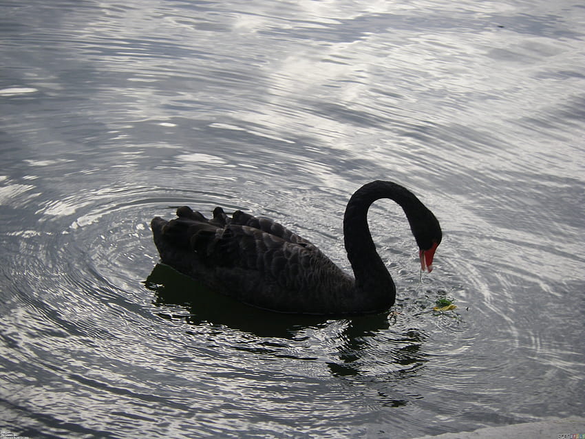 Baby Black Swan , Backgrounds HD wallpaper