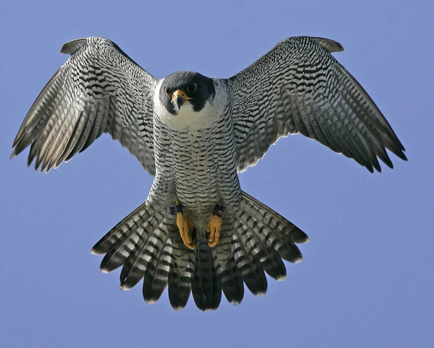 Peregrine Falcon , Animal, HQ Peregrine Falcon, falcon bird HD wallpaper