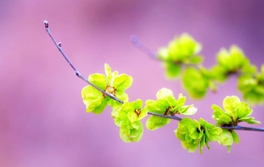 Misc Pink Summer Nature Spring Sprig Beautiful Green, simple spring HD wallpaper