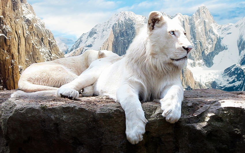 Snow Lion in jpg format for, scary lions HD wallpaper