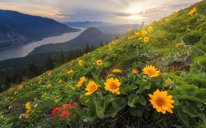 Dog Mountain, Yellow Flowers, Slope, Cascade, cascade range HD wallpaper
