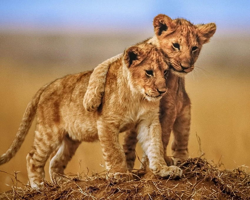 Brotherly Love Lion Cubs Zwierzęta z sawanny na telefony komórkowe, tablety i laptopy 3840x2160: 13, para lwów Tapeta HD