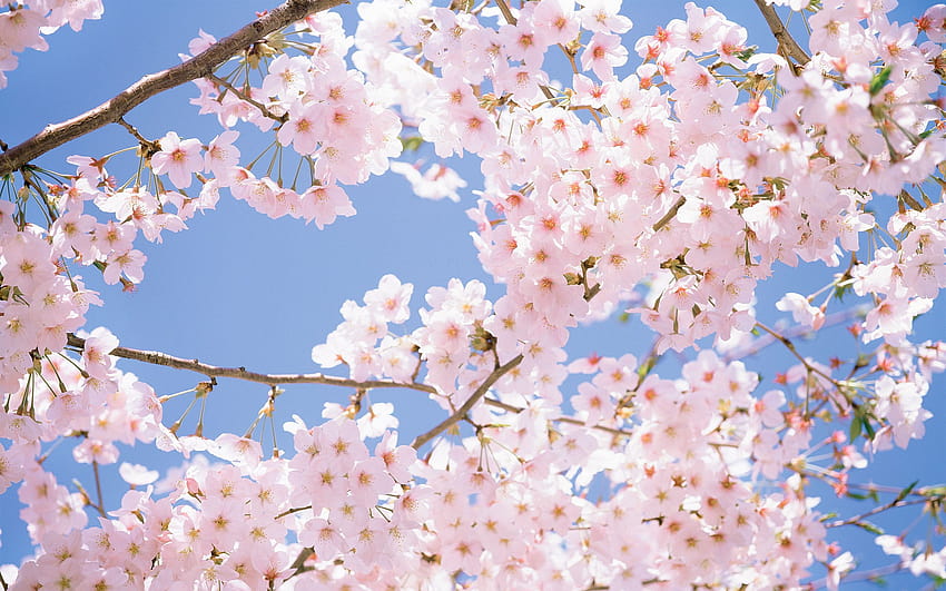 Cherry Blossom on Dog, pink tree japan aesthetic HD wallpaper