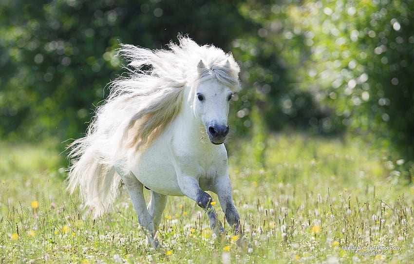 running, pony, dandelions, Beautiful, White, , Background, Pony, Field, Fullscreen, Running, Small Horse , section животные, shetland pony HD wallpaper
