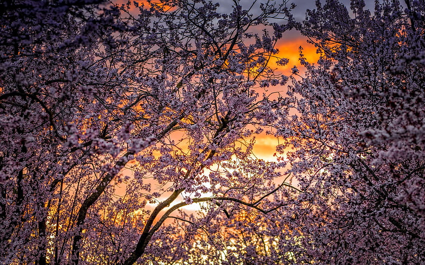 cherry blossoms, sunset, evening, spring trees, spring trees and sunset HD wallpaper
