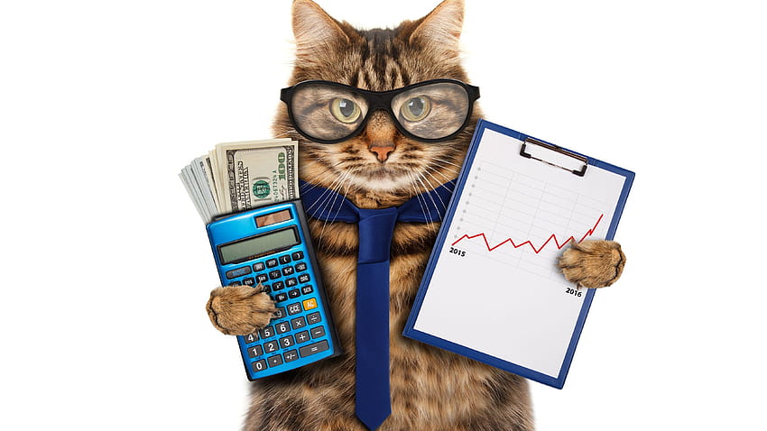 Забавни животни, котка, очила, вратовръзка, калкулатор, пари, котка с очила HD тапет