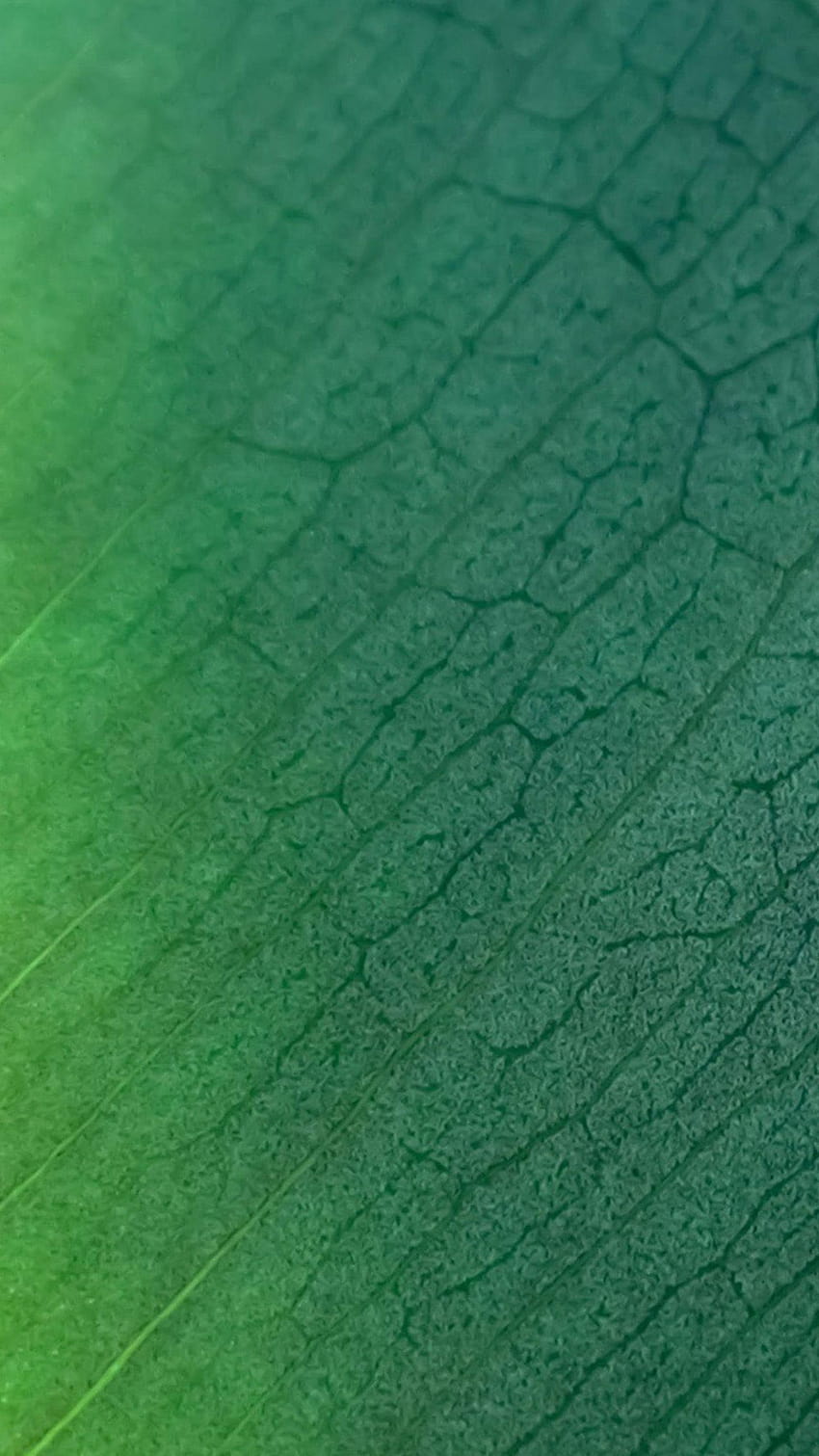 Honor Note 8 : Green leaf Android, greenleaf HD phone wallpaper
