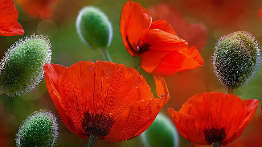 Poppy flowers, Red flowers, Coquelicot, , Flowers HD wallpaper