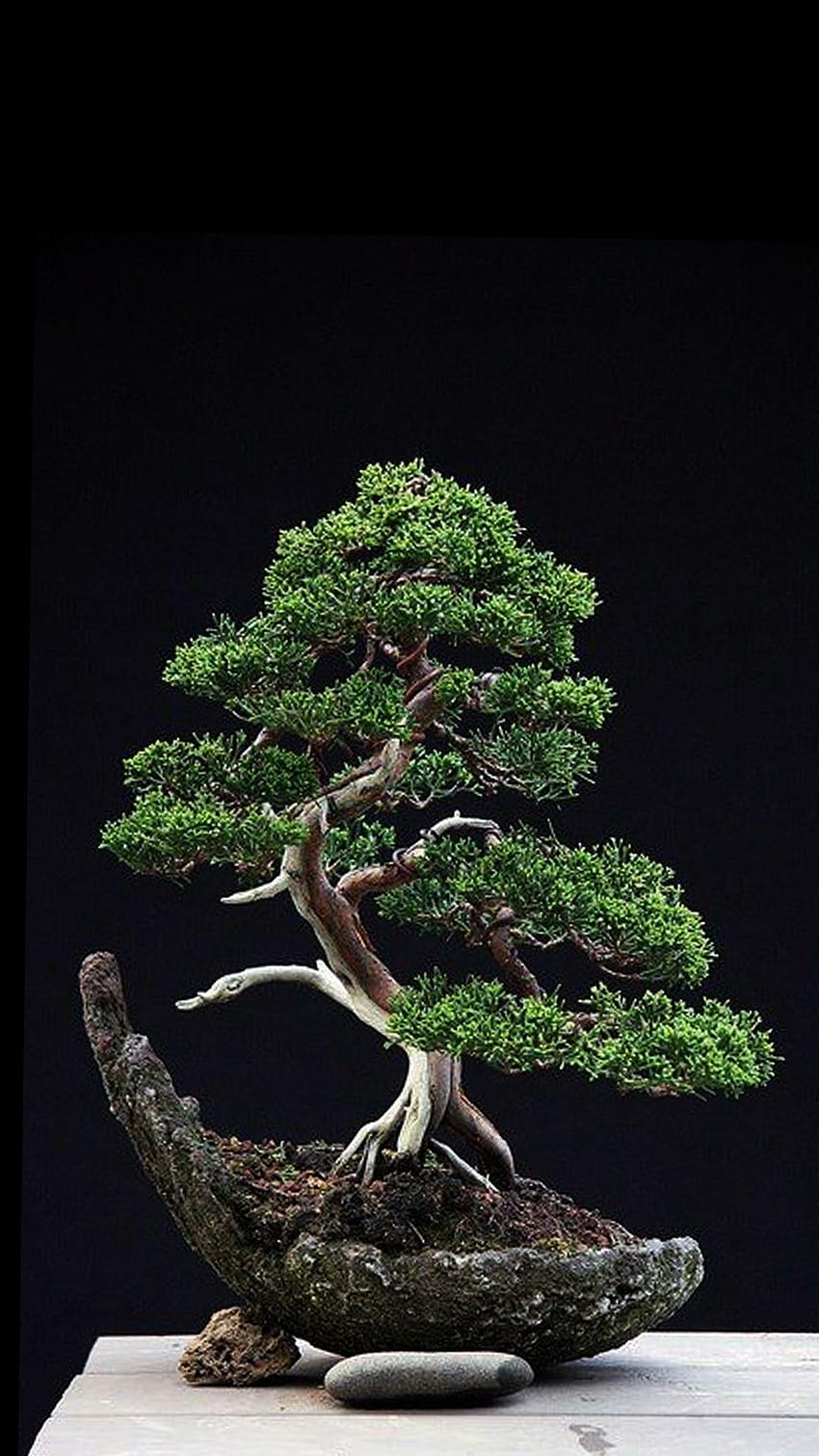 6 Bonsai, bonsai tree HD phone wallpaper