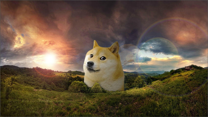 7 Doge Meme, doggo HD wallpaper