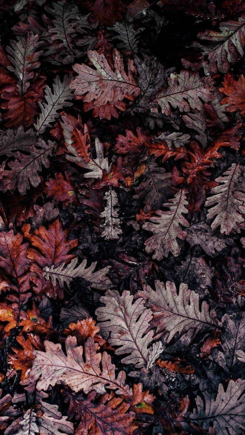 Scrapbook Aesthetic Fall Leavesscrapbooking Backgrounds Pinterest, pinterest  autumn HD phone wallpaper | Pxfuel