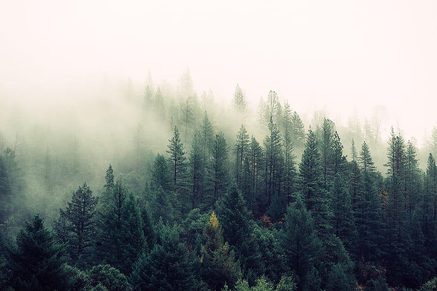 Misty mountain, misty forest HD wallpaper