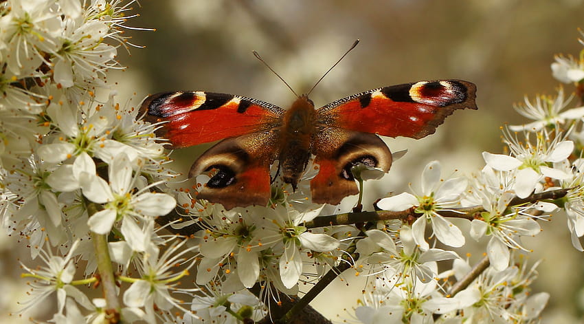 : peacock, insect, wildlife, British, spring, moth, insects, fauna, macro graphy, invertebrate, arthropod, organism, nectar, pollinator, moths and butterflies, brush footed butterfly, naturalhistory 3251x1802, spring insects HD wallpaper
