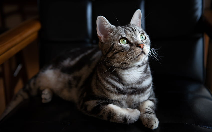Gato americano de pelo corto, gato atigrado gris, mascotas, animales lindos, gatos con una resolución de 3840x2400. Alta calidad fondo de pantalla
