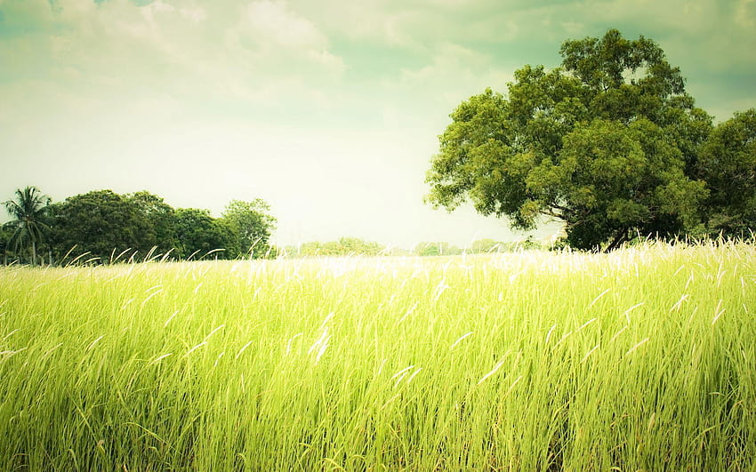 Grass Full und Hintergründe, von Grünland HD-Hintergrundbild