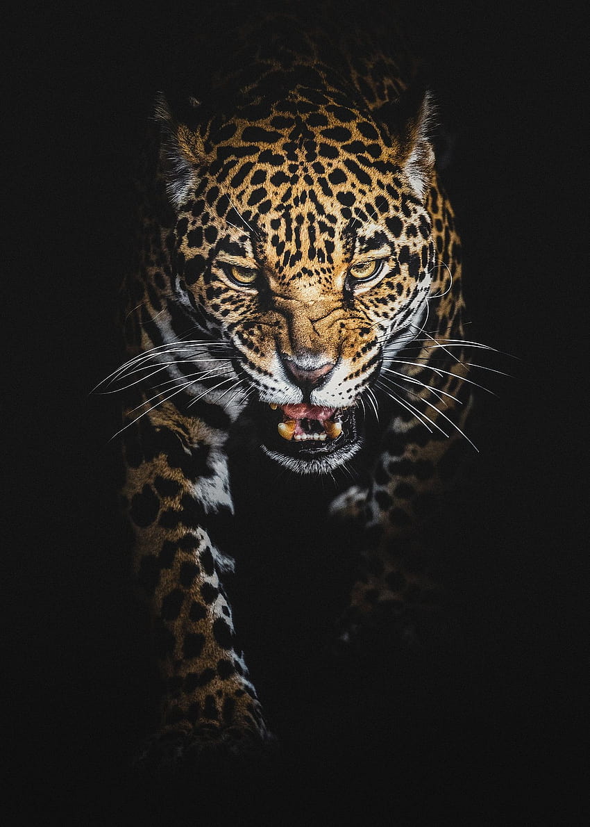 The Jaguar, jaguar cat HD phone wallpaper | Pxfuel
