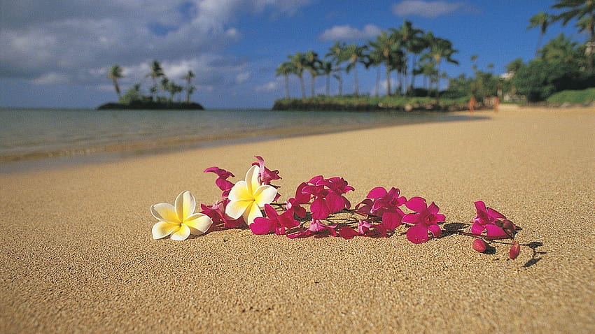 Playa Arena Flores Hawaii Palmeras Oahu Pink Plumeria, hawaii fondo de pantalla