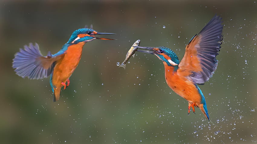 Untitled Document, jian birds that fly together HD wallpaper