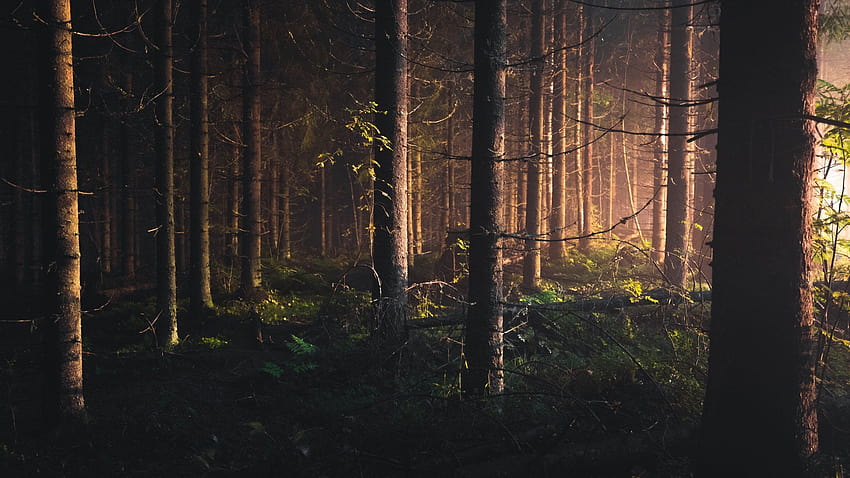 Dark Forest, forest romantic HD wallpaper