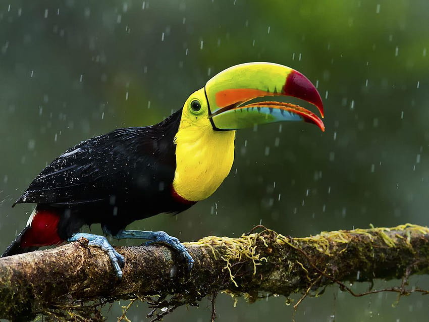 Riesentukan Vögel Tiere, Tukane HD-Hintergrundbild