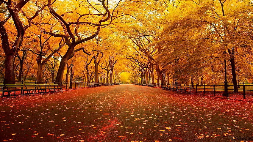 Full Autumn or Fall with Maple Leaves, korea autumnn HD wallpaper