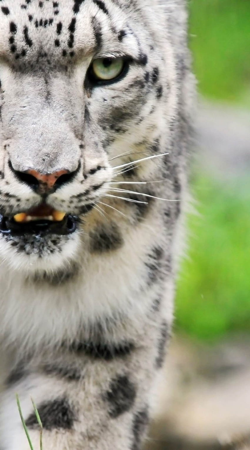 Tierweißer Tiger, iPhone Harimau Albino HD-Handy-Hintergrundbild