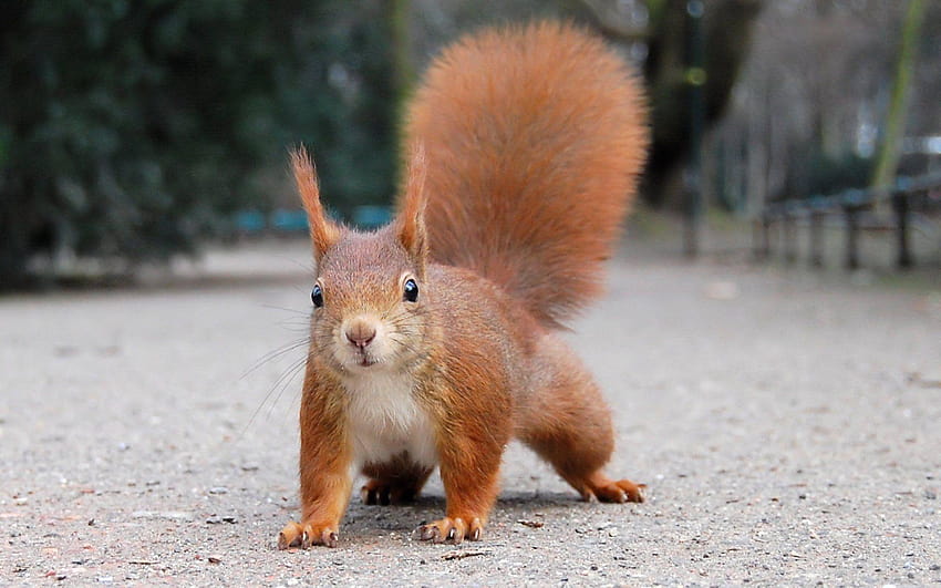 Red Squirrel 367909, squirrels HD wallpaper