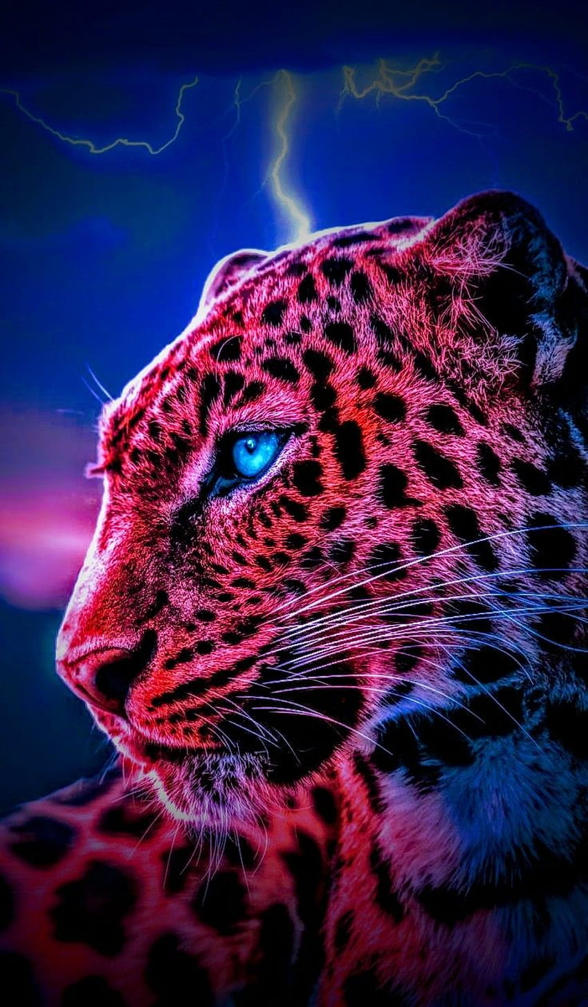 cooler Gepard HD-Handy-Hintergrundbild