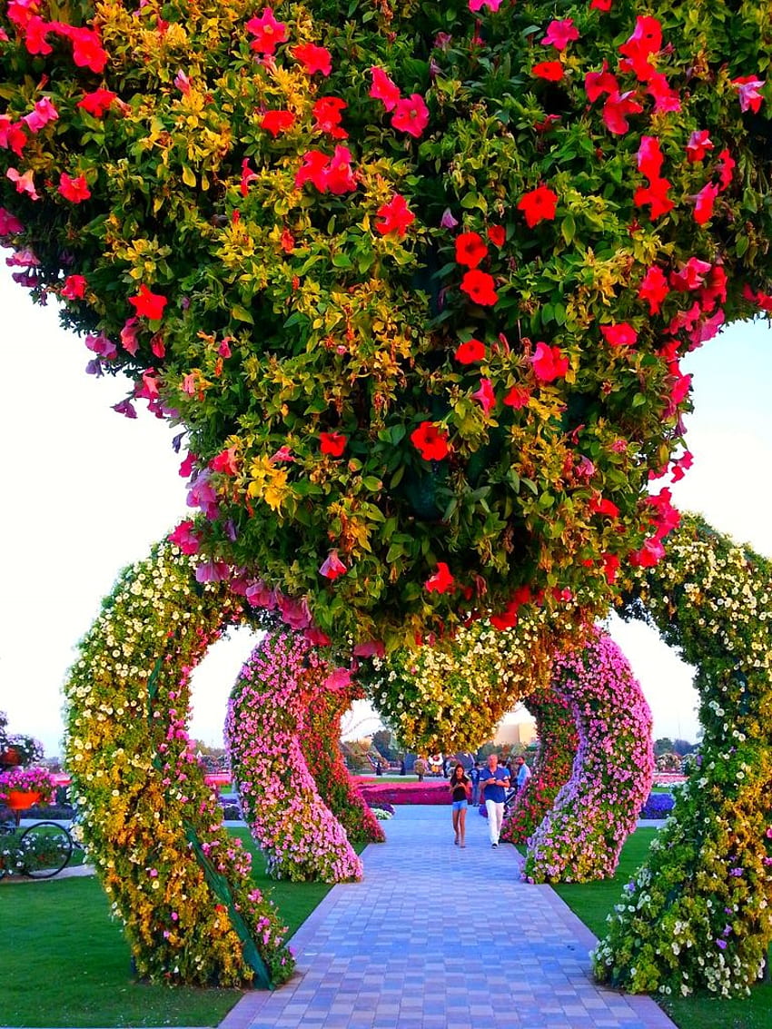 :: Dubai Miracle Garden สวนแห่งหัวใจ วอลล์เปเปอร์โทรศัพท์ HD