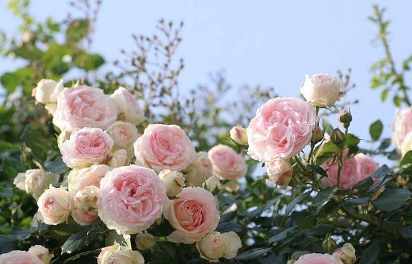 Roses: Đắm mình trong những tông màu nồng nàn và thơm ngát của những cánh hoa hồng quyến rũ. Hãy đồng hành cùng chúng tôi trong chuyến phiêu lưu tìm hiểu về những điều bí ẩn của loài hoa này và khám phá ra sức hút đặc biệt của nó. Bức ảnh này xứng đáng để bạn đến xem một lần trong đời.