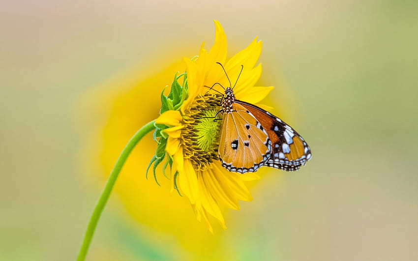 Insect Tiger Butterfly On Yellow Color From Sunflower Ultra Tv For La… w 2021 roku, ultra żółty kolor Tapeta HD