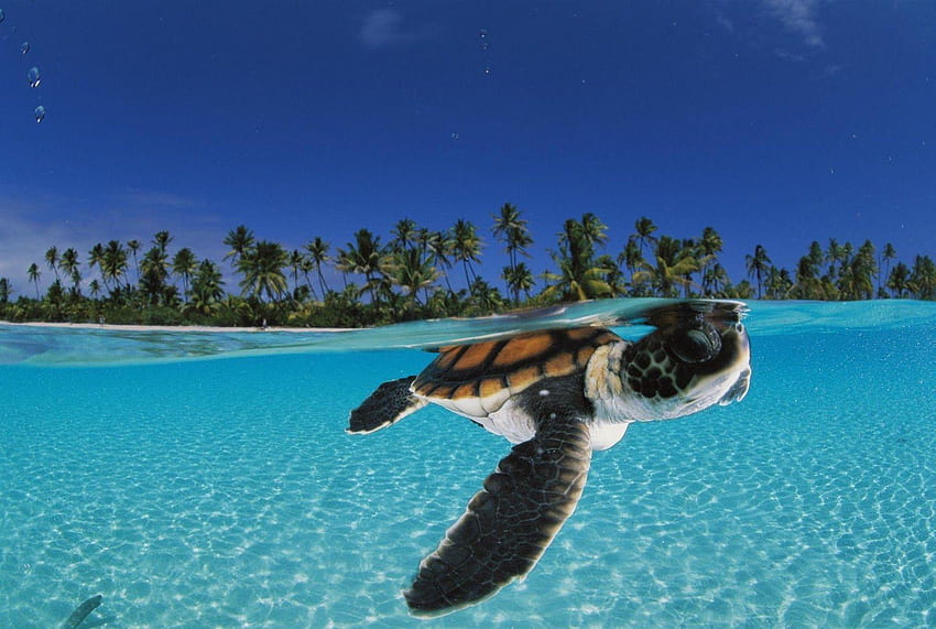 Żółw morski, estetyczny żółw Tapeta HD