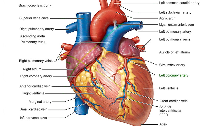 Anatomie du coeur humain Anatomie du coeur humain, corps humain Fond d'écran HD