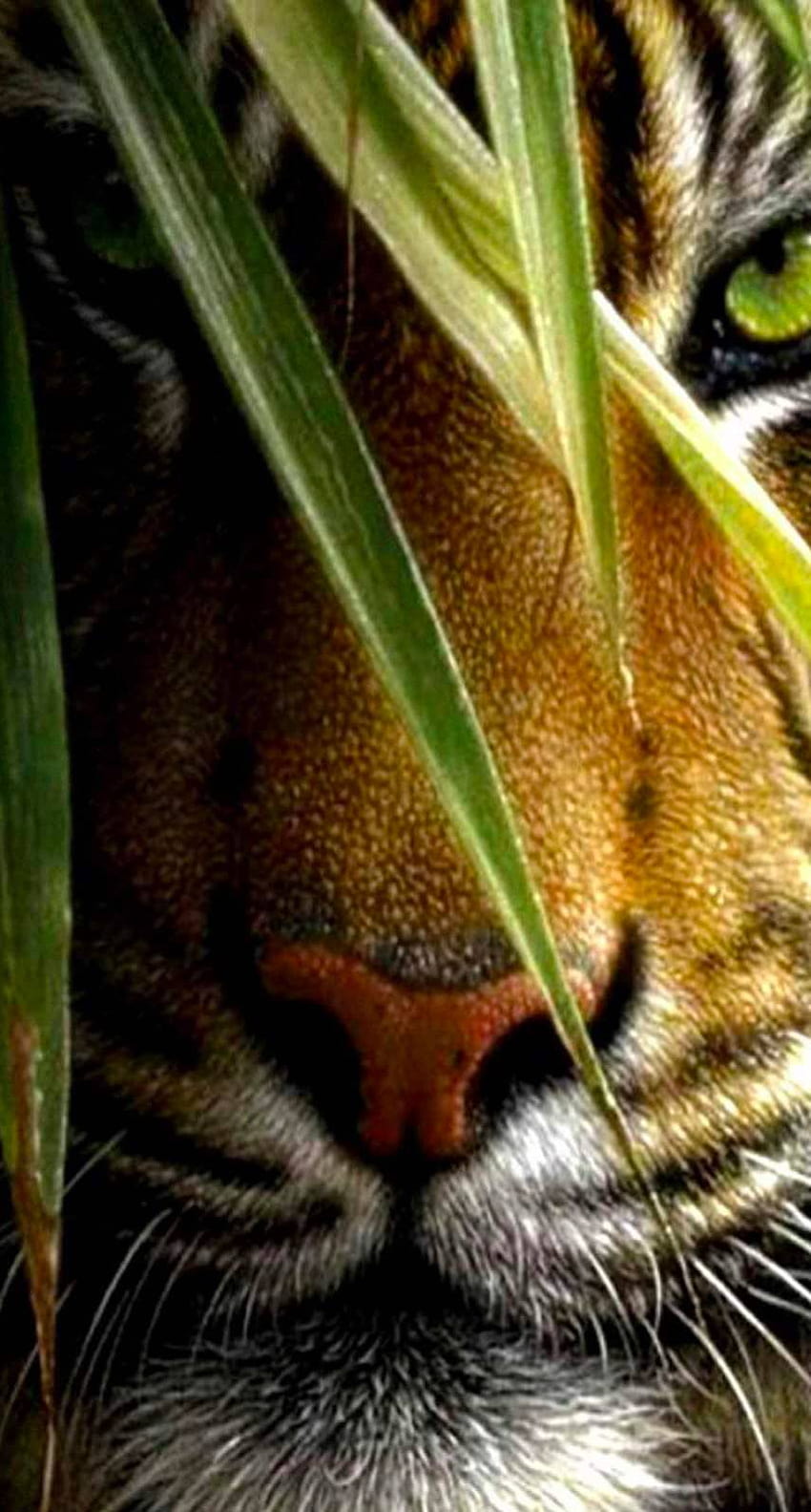 harimau hewan, iphone harimau HD phone wallpaper