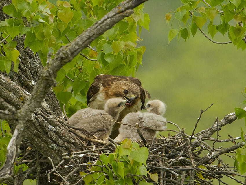 Nest of Red tailed Hawk Birds of Prey feeding the cubs Animal 3840X2400 : 13 HD wallpaper