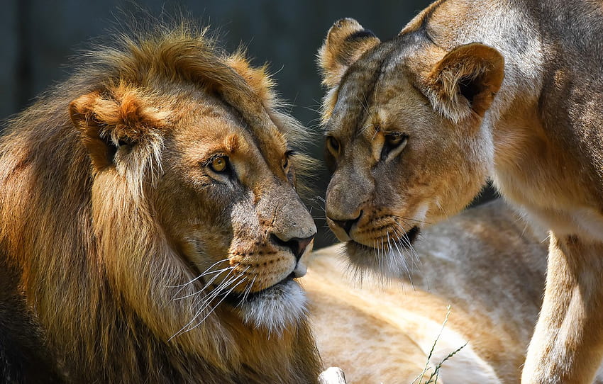 Mira, luz, naturaleza, , Leo, familia, pareja, leones, una pareja, leona, relación, hocico, la expresión, hembra, macho, dos leones, sección кошки fondo de pantalla