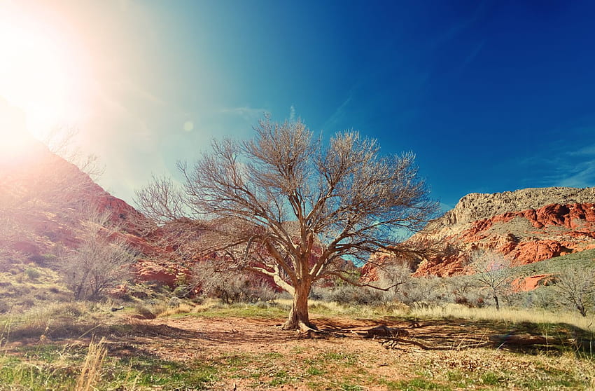 Hot Sun Tree Stones Rock Desert HD wallpaper