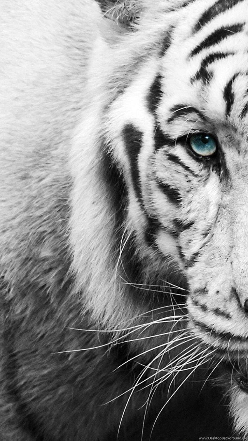 white-tigers-posted-by-samantha-cunningham-tiger-iphone-hd-phone